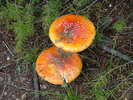photo thumbnail #15