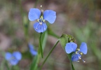 photo of comment