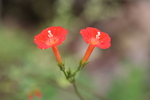 photo of comment