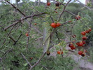 photo thumbnail #1