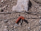 photo of comment