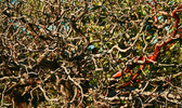 photo thumbnail #2
