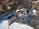 photo thumbnail #15