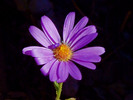 photo of comment