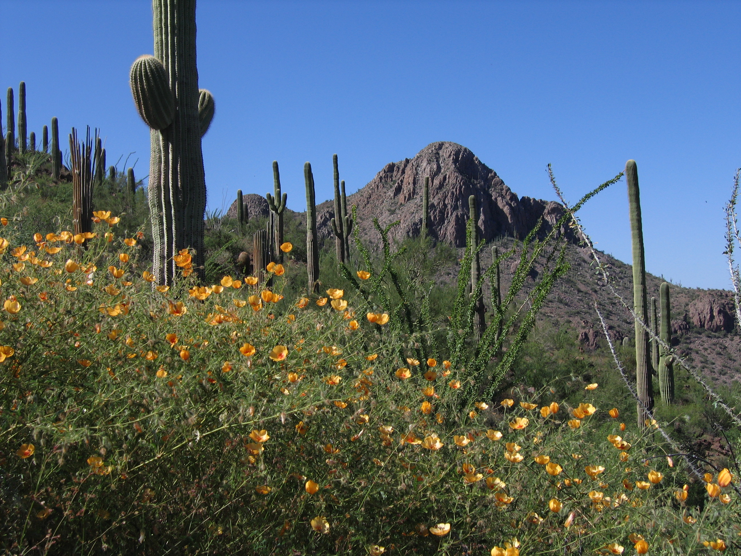 Safford Canyon to Peak 3263, AZ HikeArizona
