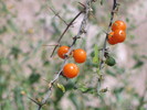photo thumbnail #7