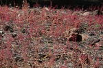 photo of comment