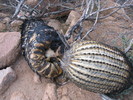 photo thumbnail #9