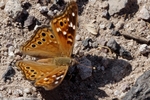 photo thumbnail #4
