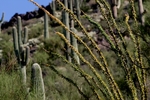 photo thumbnail #5