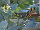 photo thumbnail #4