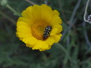 photo thumbnail #12
