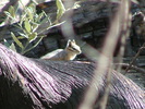 photo thumbnail #10