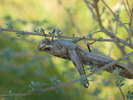 photo thumbnail #6
