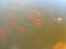 photo thumbnail #8