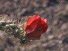 photo thumbnail #6