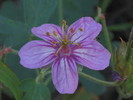 photo thumbnail #6