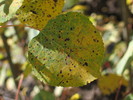 photo thumbnail #9