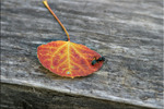 photo thumbnail #4