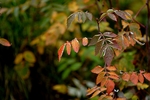 photo thumbnail #15