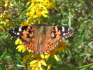 photo thumbnail #13