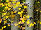 photo thumbnail #14