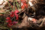photo thumbnail #12