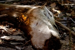 photo thumbnail #13