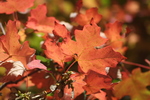 photo thumbnail #13