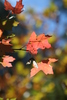 photo thumbnail #15