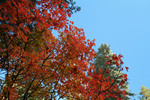 photo thumbnail #13