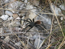 photo thumbnail #1