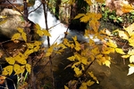 2006-10-20 :2: Horton Creek Trail #285 :: joebartels