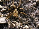 photo thumbnail #12
