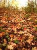 photo thumbnail #11