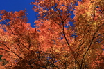 photo thumbnail #15