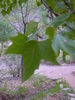 photo thumbnail #8