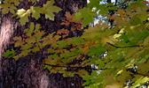 photo thumbnail #15