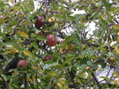 photo thumbnail #3