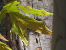 photo thumbnail #7