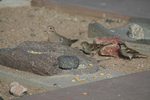 photo of comment