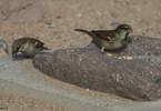 photo thumbnail #15