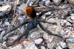 photo thumbnail #5