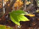 photo thumbnail #8