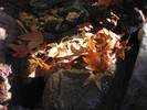 photo thumbnail #15
