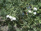 Featured Detail Photo