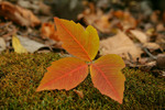 photo thumbnail #2