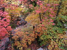 photo of comment