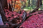 photo thumbnail #8