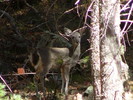 photo thumbnail #8